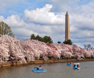 April is the ideal month to see the Washington, DC cherry blossoms. Photo courtesy of the National Park Service