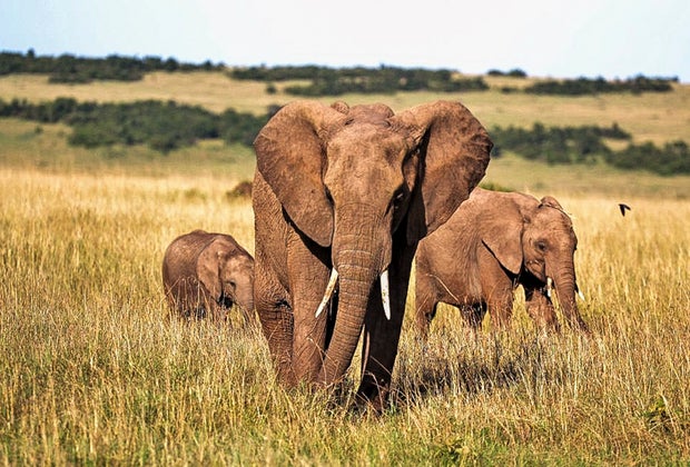 Are You Smarter Than a Fifth Grader: elephants