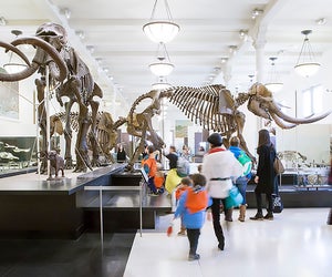Take a walk through one of the dinosaur halls at the American Museum of Natural History in New York.
