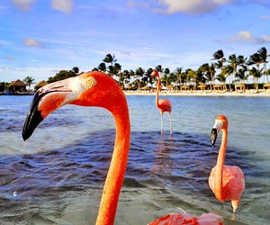You just might catch a glimpse of Aruba's resident pink flamingos! Photo by Frugal Flyer on Unsplash