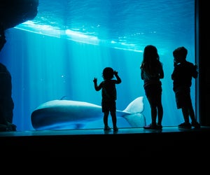 See what swims by at the Shedd Aquarium. Beluga photo courtesy of the Illinois Tourism Board.