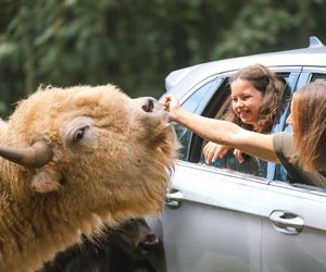 Go on a safari at Leesburg Animal Park. Photo by Sam Dean, courtesy of Visit Virginia