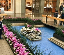 Enjoy the courtyard with ducks and turtles at Northpark Center. Photo by the author