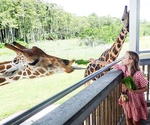 There are more than just lions at Lion Country Safari.