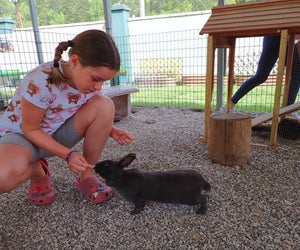 Get up close to a variety of animals at the Arkansas Alligator Farm and Petting Zoo. Photo by the author