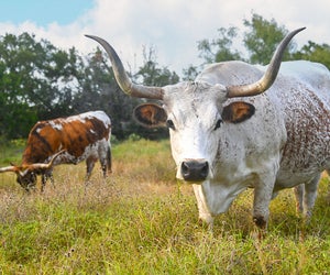 See the prized Texas Longhorn cattle at Lyndon B. Johnson Historical Park. Photo courtesy of the park.