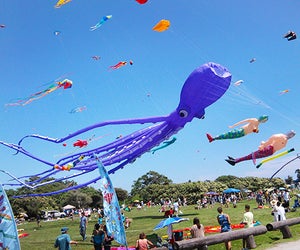  Check out the Newport Kite Festival or go kite-flying on your own at Brenton Park.