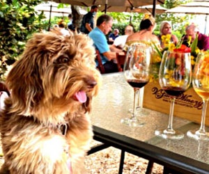 V. Sattui Winery is the perfect place for a picnic. 