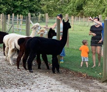 Spring is a perfect time to make new friends at Jersey Shore Alpacas.