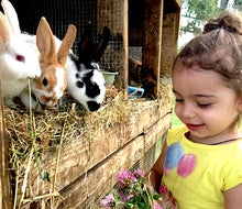 These farm stays near NYC let city kids get close to farm animals like bunnies, cows, chickens, sheep, and more. Photo courtesy of Hull-O Farms