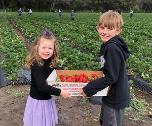 Kids can pick their own strawberries at various u-pick farms.