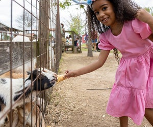 One of our favorite petting zoos near Houston. Photo courtesy of Dewberry Farm