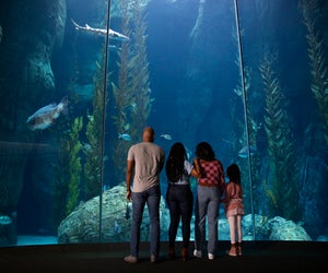 Dive into tons of fun in Long Beach. Photo courtesy of Aquarium of the Pacific