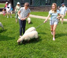 Shelburne Farms offers several opportunities to get hands-on with animals, like walking lambs to pasture. Photo by the author