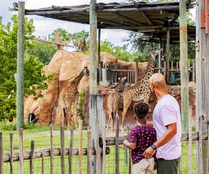 Zoo Tampa has lush tropical exhibits that will leave visitors in awe. Photo courtesy of the zoo