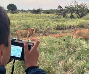 Kids can capture the king of the savannah on camera from the safety of a safari bus. Photo by the author