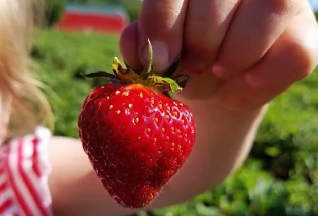 101 Fun Facts For Kids: Strawberries are the only fruit with seeds on the outside