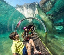 Get up-close with crocodiles at Zoo Miami. Photo by Ron Magill for Zoo Miami