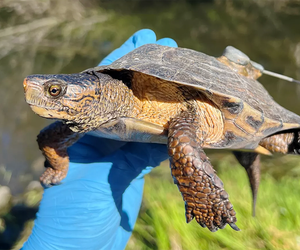 Martin County, Florida offers many family-friendly adventures, including the chance to see various wildlife. Photo courtesy NPS/Emma Force