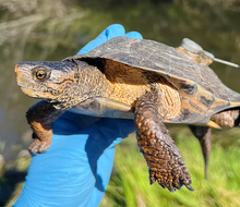 Martin County, Florida offers many family-friendly adventures, including the chance to see various wildlife. Photo courtesy NPS/Emma Force