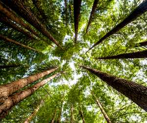 See giant redwood trees is an experience every family should have. 