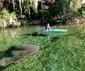 These gentle giants love the warm waters at Blue Springs in Central Florida. Photo by the author